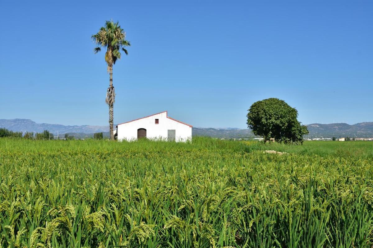 Apartment Delta Del Ebro Amposta